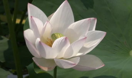 莲花视频